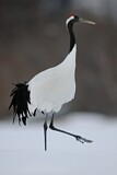 Image. Red-crowned Crane