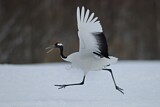 Image. Red-crowned Crane