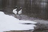 Image. Red-crowned Crane