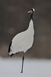 Image. Red-crowned Crane