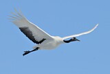 Image. Red-crowned Crane