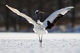 Image. Red-crowned Crane