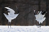 Image. Red-crowned Crane