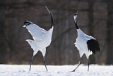 Image. Red-crowned Crane