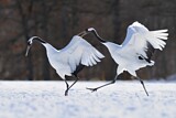 Image. Red-crowned Crane