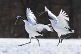 Image. Red-crowned Crane