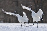 Image. Red-crowned Crane