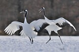 Image. Red-crowned Crane
