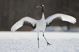 Image. Red-crowned Crane