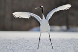 Image. Red-crowned Crane