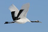 Image. Red-crowned Crane