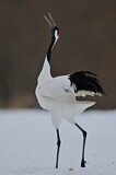 Image. Red-crowned Crane