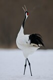 Image. Red-crowned Crane