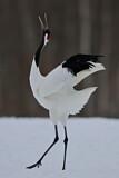 Image. Red-crowned Crane