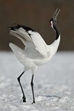Image. Red-crowned Crane