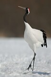Image. Red-crowned Crane