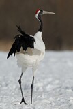 Image. Red-crowned Crane