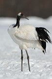 Image. Red-crowned Crane