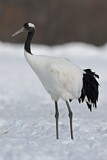 Image. Red-crowned Crane