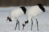 Image. Red-crowned Crane