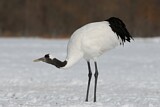 Image. Red-crowned Crane