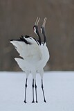 Image. Red-crowned Crane