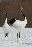Image. Red-crowned Crane