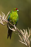 Image. Red-crowned Parakeet
