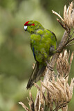 Image. Red-crowned Parakeet