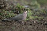Image. Red-eyed Dove