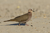 Image. Red-eyed Dove