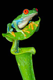 Image. Red-eyed Tree Frog