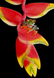 Image. Red-eyed Tree Frog