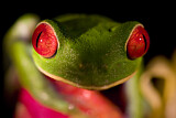 Image. Red-eyed Tree Frog