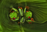 Image. Red-eyed Tree Frog