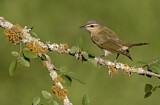 Image. Red-eyed Vireo
