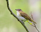 Image. Red-eyed Vireo