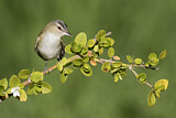 Image. Red-eyed Vireo