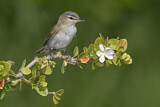 Image. Red-eyed Vireo