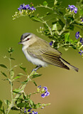 Image. Red-eyed Vireo