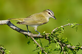 Image. Red-eyed Vireo
