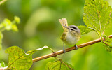 Image. Red-eyed Vireo