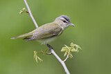Image. Red-eyed Vireo