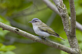 Image. Red-eyed Vireo