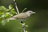 Image. Red-eyed Vireo