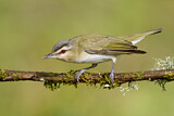 Image. Red-eyed Vireo