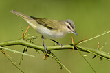 Image. Red-eyed Vireo