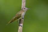 Image. Red-eyed Vireo