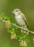 Image. Red-eyed Vireo