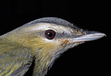 Image. Red-eyed Vireo